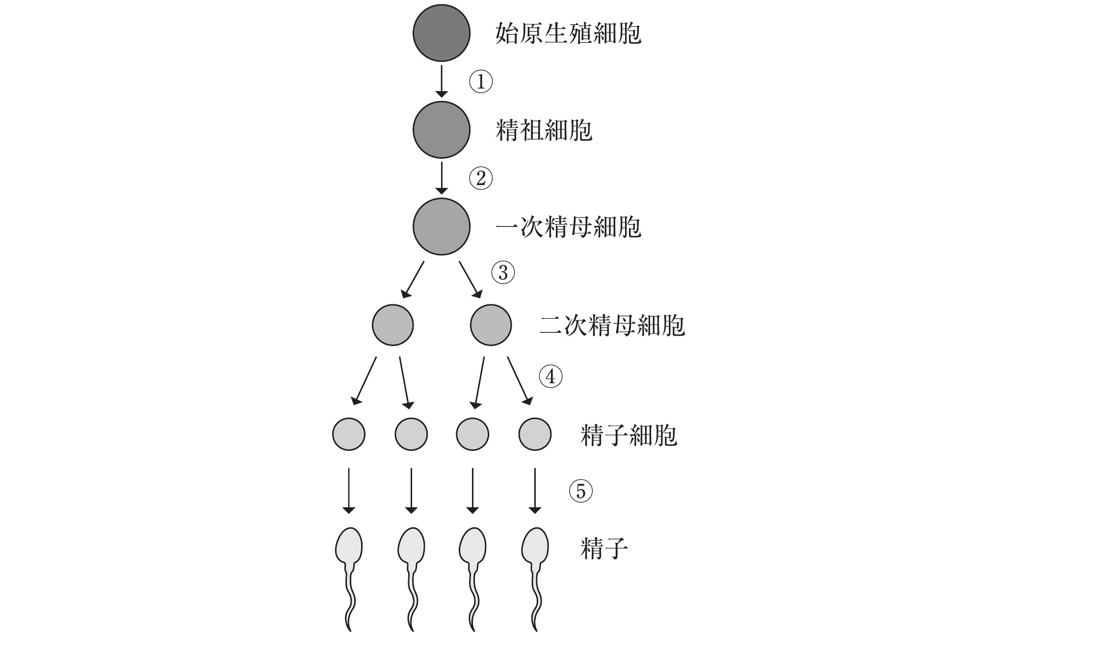 精子形成の過程の図。①〜⑤の段階が示されている